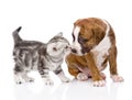 Kitten sniffing puppy. isolated on white background Royalty Free Stock Photo