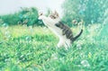 Kitten and soap bubbles Royalty Free Stock Photo