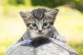 Kitten with a soccer ball