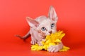 Kitten sphinx cat bald
