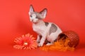 Kitten sphinx cat bald and gerbera flowers
