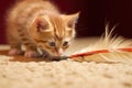 kitten stalking feather toy, ready to pounce