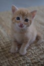 Kitten standind and looking at the camere with a nice bokeh on a camel blanket Royalty Free Stock Photo