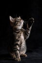 A kitten is standing on a black surface and is looking up at the camera Royalty Free Stock Photo