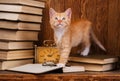 Kitten standing on books and looking upwards Royalty Free Stock Photo