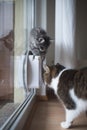 Kitten standing on top of cat flap Royalty Free Stock Photo