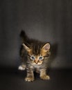 Kitten on black background in studio Royalty Free Stock Photo