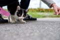 Kitten on street with human Royalty Free Stock Photo