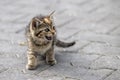 Kitten on street work on a farm