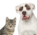 Kitten and strong dog Royalty Free Stock Photo