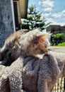 Kitten Sun Bathing After Grooming Royalty Free Stock Photo