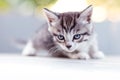 Kitten in the sun at sunset