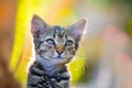 Kitten at sunset light Royalty Free Stock Photo