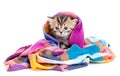 Kitten tabby brittish in colorful scarf