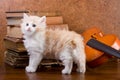 Kitten on a table Royalty Free Stock Photo