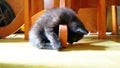 Kitten Take a Nap under the Dining Table