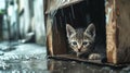 kitten takes shelter in a cardboard box on a rainy day. generated by ai Royalty Free Stock Photo