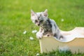 Kitten taking a bath in the garden Royalty Free Stock Photo