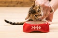 Kitten is taught to eat from a bowl food for cats