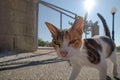 A kitten with tearful eyes is walking along the road