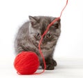 Kitten and thread ball Royalty Free Stock Photo