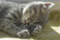 The kitten is tired, sleeping with his tongue sticking out. Close-up.