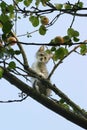 Kitten on a tree Royalty Free Stock Photo