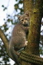 Kitten on a tree Royalty Free Stock Photo