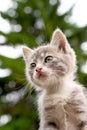 Kitten and tree Royalty Free Stock Photo