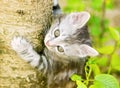 Kitten on tree