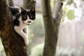 Kitten on tree Royalty Free Stock Photo
