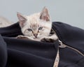 Kitten tucked away