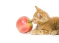 Kitten tugging on an apple Royalty Free Stock Photo