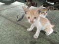 Kitten twin cat play togheter