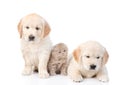 Kitten between two golden retriever puppies. isolated on white background Royalty Free Stock Photo