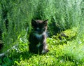 Kitten Under the Asparagas Ferns Royalty Free Stock Photo