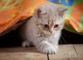 Kitten under bed