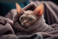 Kitten under a blanket. The cat is resting warm under the plaid. Royalty Free Stock Photo