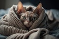 Kitten under a blanket. The cat is resting warm under the plaid. Royalty Free Stock Photo