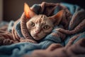 Kitten under a blanket. The cat is resting warm under the plaid. Royalty Free Stock Photo