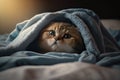 Kitten under a blanket. The cat is resting warm under the plaid. Royalty Free Stock Photo