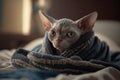 Kitten under a blanket. The cat is resting warm under the plaid. Royalty Free Stock Photo