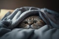Kitten under a blanket. The cat is resting warm under the plaid. Royalty Free Stock Photo