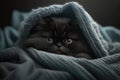 Kitten under a blanket. The cat is resting warm under the plaid. Royalty Free Stock Photo