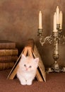 Kitten under a book Royalty Free Stock Photo