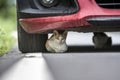 The kitten under the red car