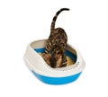 Kitten using litter box with wood pellet for pooping or urinate