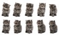 kitten variation on the white background Royalty Free Stock Photo