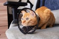 Kitten in a veterinary protective collar closeup