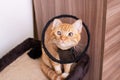 Kitten in a veterinary protective collar closeup